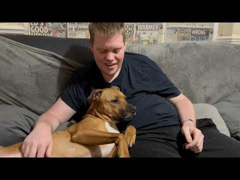 Have You Ever Seen a Dog Laugh? || ViralHog