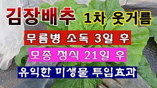 [텃밭농부 2,066]  김장배추 무름병 소독 3일 후 1차 웃거름 주는 방법. #김장배추재배 #배추재배