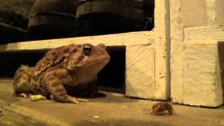 Killer Frog * Terror Toad * Frog Eating Bugs * Terrorist Toad