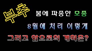 [텃밭농부.717]  봄에 파종한 부추의 모종정식과 이전계획 #부추재배