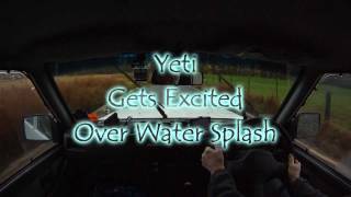 preview picture of video 'Yeti Gets Excited Over Water Splash'