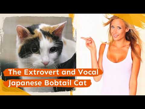 The Extrovert and Vocal Japanese Bobtail Cat