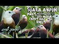 Suara Pikat Burung Emprit Haji Bondol Haji Ribut Paling AMPUH Pikat Ampuh Burung Emprit Haji 1 Jam