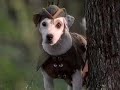 Wishbone 1995 Promo PBS