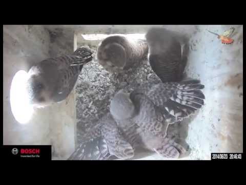 2014 KestrelCam Fledging