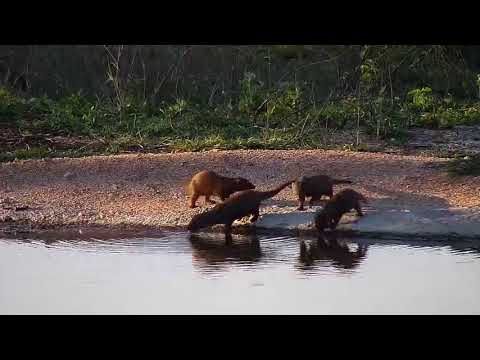 Djuma: Dwarf Mongoose group playing and Egyptian Geese - 17:02  - 10/13/20