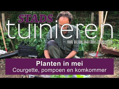 , title : 'Stadstuinieren - Courgette & Co (ook pompoenen en komkommers) uitplanten, met een stokje?'