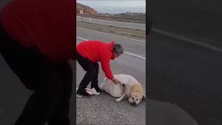 Download lagu This dog makes 8 billion people feel ashamed mp3