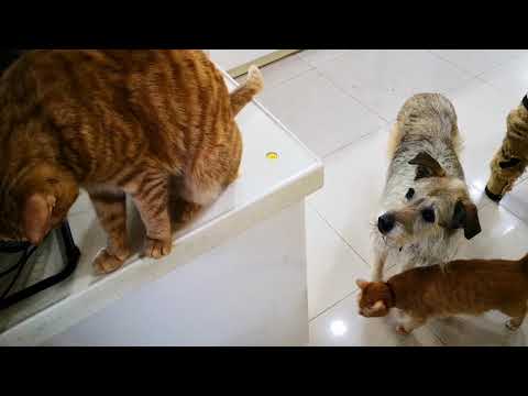 Amala follow this cat.