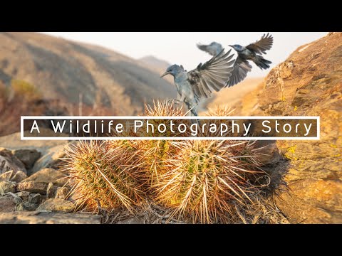 A Story from the White Mountains | WILDLIFE PHOTOGRAPHY
