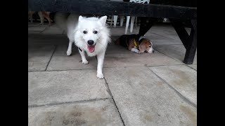 Rocky & Kenji's Day Out at The Barkyard BKK | cute moment