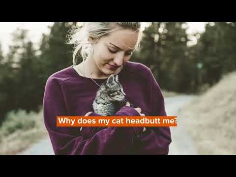 Why Do Cats Headbutt Their Owners? Funny Feline Behaviors Explained