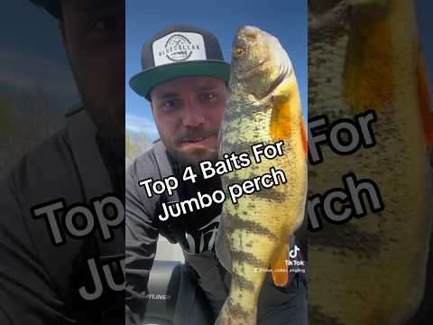 Team Blue Collars Top 4 for baits to catch Jumbo Perch #fishing #shorts #angling #short #adventure