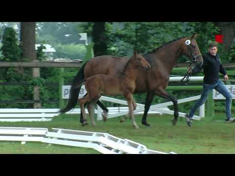 Hans, Fuersten Look-Sir Donnerhall-Rohdiamant