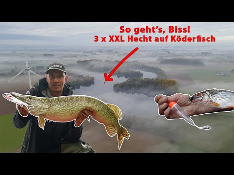 Pike fishing with bait fish | Natural bait fishing with bottom and float rigs for large predatory...