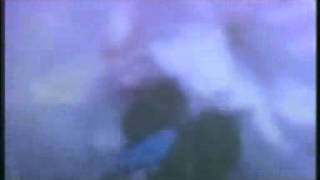 The Counter Culture - Alight