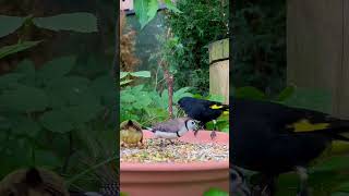 Download lagu Black Siskin | Owl Finch | Aviary Birds mp3 Download lagu Black Siskin | Owl Finch | Aviary Birds mp3