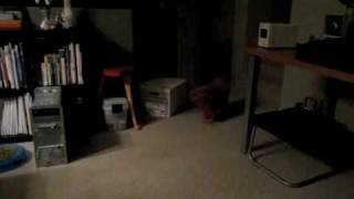 BB our cute brown poodle puppy loves to play fetch