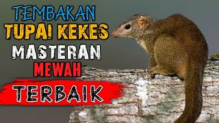 Download lagu Suara bajing kekes buat masteran kicau || Suara jernih full nembak mp3