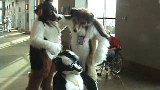 Two Dogs Meet A Skunk - MFF2008
