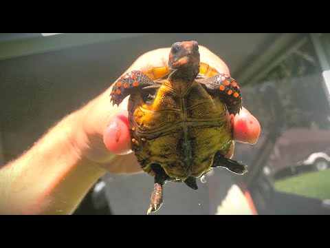 Feeding day for my Red footed tortoises (plus time lapse of them eating)