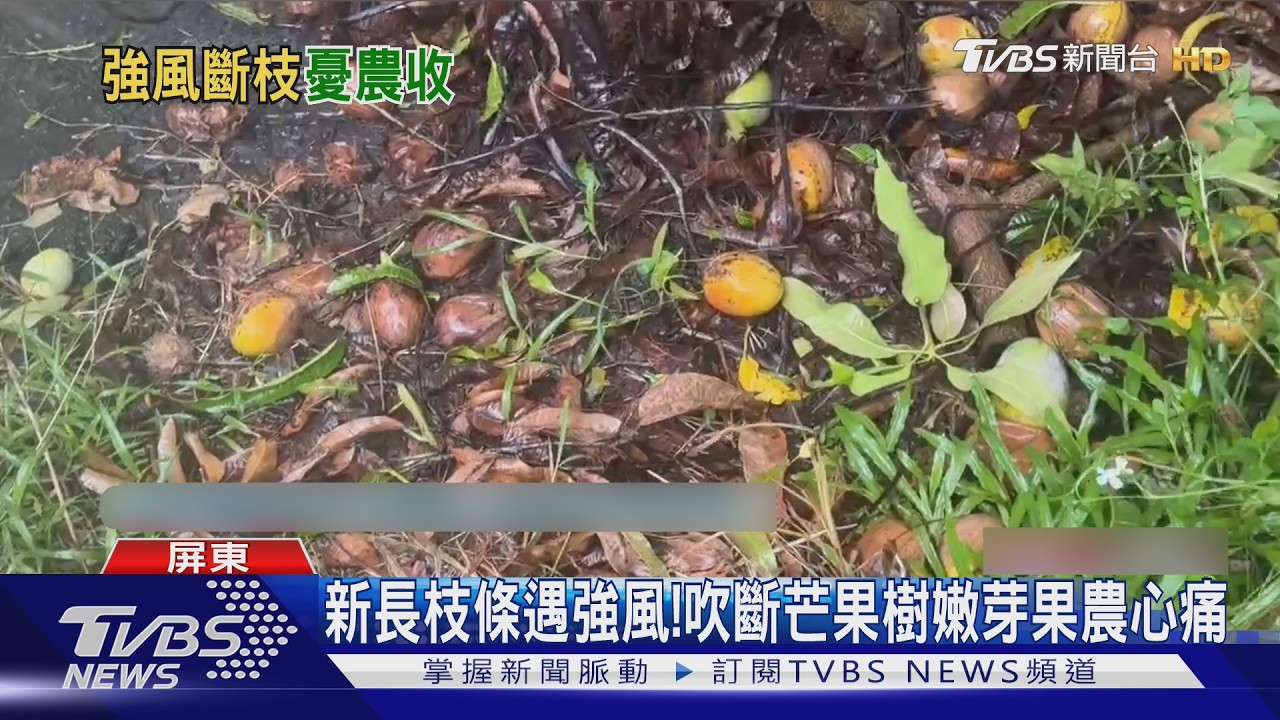 影音／本島最強風力！牡丹滿州飆14級強風 芒果樹嫩芽被吹斷