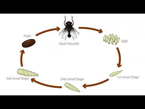 イエバエのライフサイクル