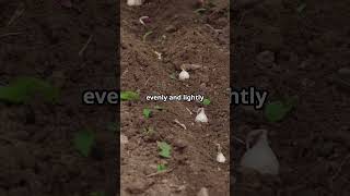 How to Grow Red Creeping Thyme Like a Pro! 👍