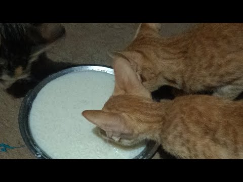 lathika 💜 is live!