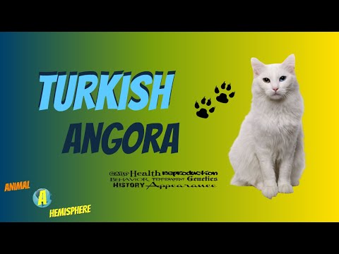 Turkish Angora Cat Care - Funny Cats