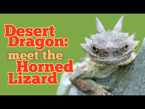 The Magical Powers of the Horned Toad