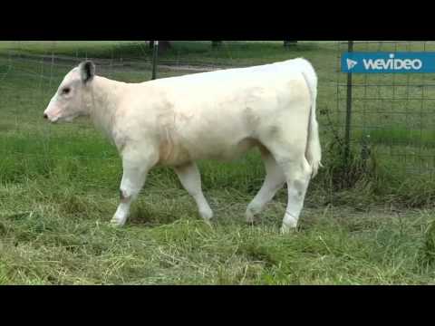 Purebred Shorthorn Heifer