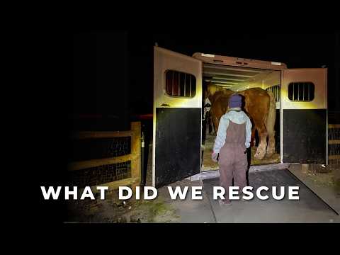 Shocking Amish Horse Rescue, Part 1