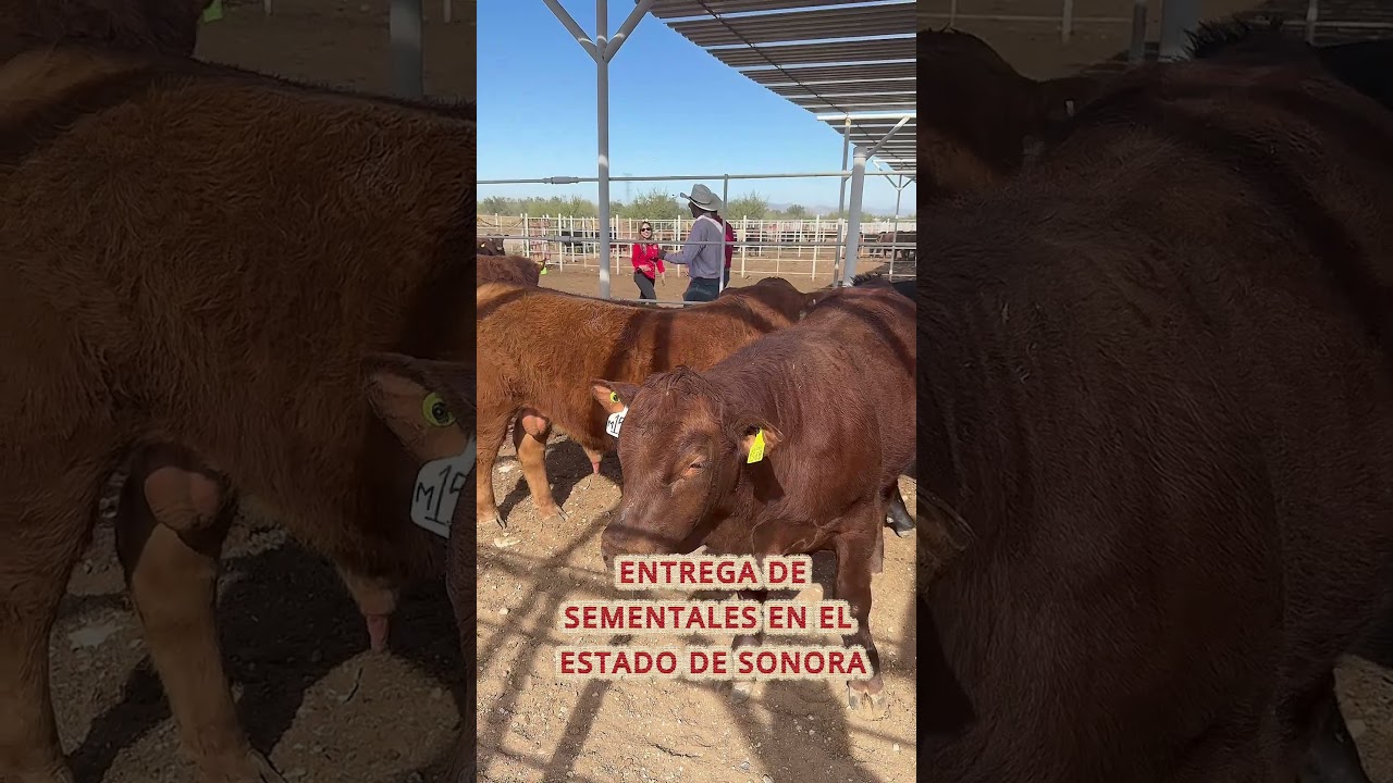 Se realizó la segunda entrega de bovinos en el estado de Sonora como parte del mejoramiento genético