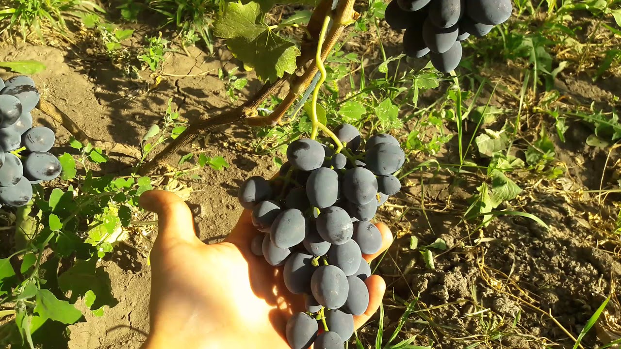 Виноград Брускам