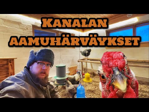 , title : 'Kanalan aamuhärväykset. Herätetään kanat.'