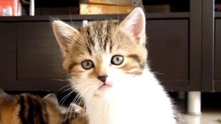 Funny Cats. Kitten  Rocky has hiccups. AWW