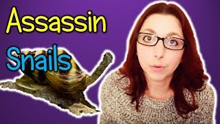 I Got Assassin Snails! How To Control Your Aquariums Snail Population