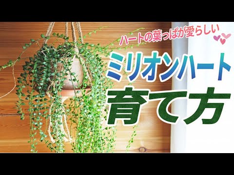 ハートの葉っぱの泡の花 植物