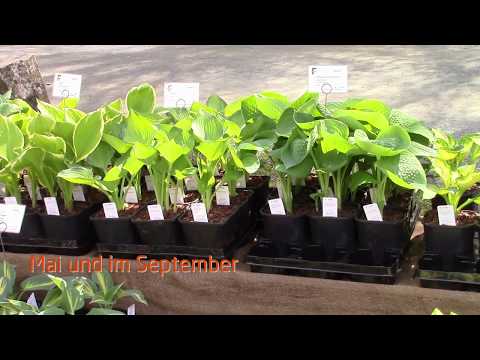 Pflanzenmarkt im Hessenpark