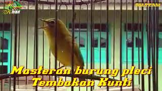 Download lagu Burung Pleci - Tembakan Kunti - cocok buat masteran || 23 detik. mp3