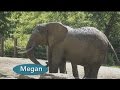 Meet The African Elephants At The KC Zoo