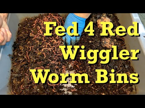 Four red wiggler worm bins get fed after a week - vermicomposting