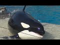 Orca Encounter Ultra HD March 13 2021 SeaWorld San Diego