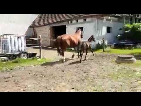 I'm special de Muze x Cancara 3