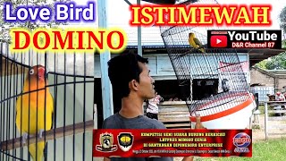 Download lagu love Bird Domino tampil bagus di acara Ronggolawe Berau kaltim mp3 Download lagu love Bird Domino tampil bagus di acara Ronggolawe Berau kaltim mp3