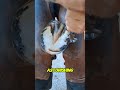 This Black Horse Was In So Much Pain Bukufarrier Shorts Horse Viral