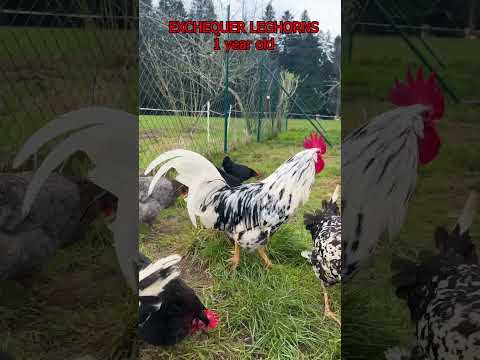 EXCHEQUER LEGHORN COMPARISON: As chicks and adult full grown chickens with crowing rooster Excalibur