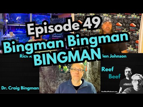 Bingman Bingman BINGMAN - Episode 49
