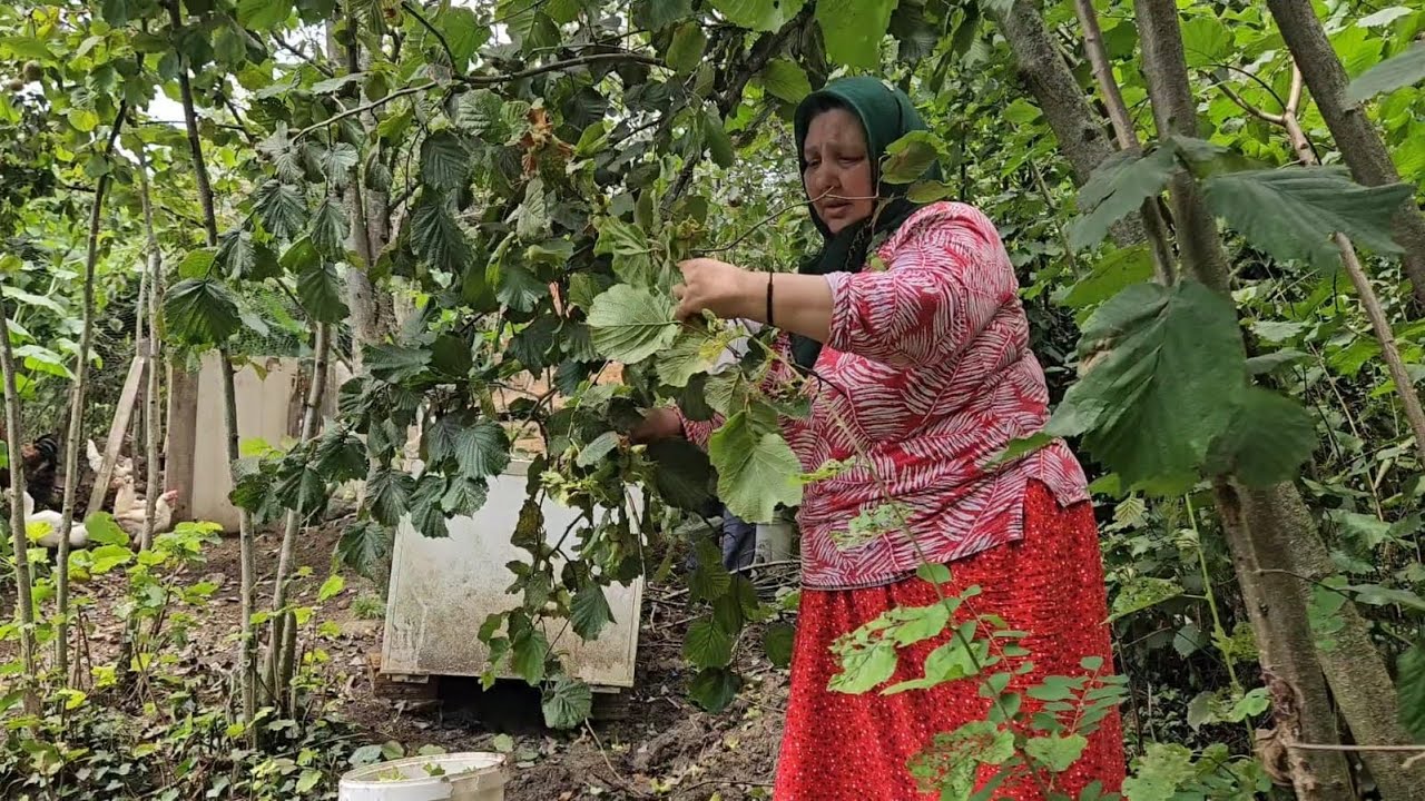 ‼️FINDIK TOPLUYORUM KOCAM ELİ BOŞ GELDİ TAVUKLAR ÖRDEKLER EŞLİK ETTİ ‼️